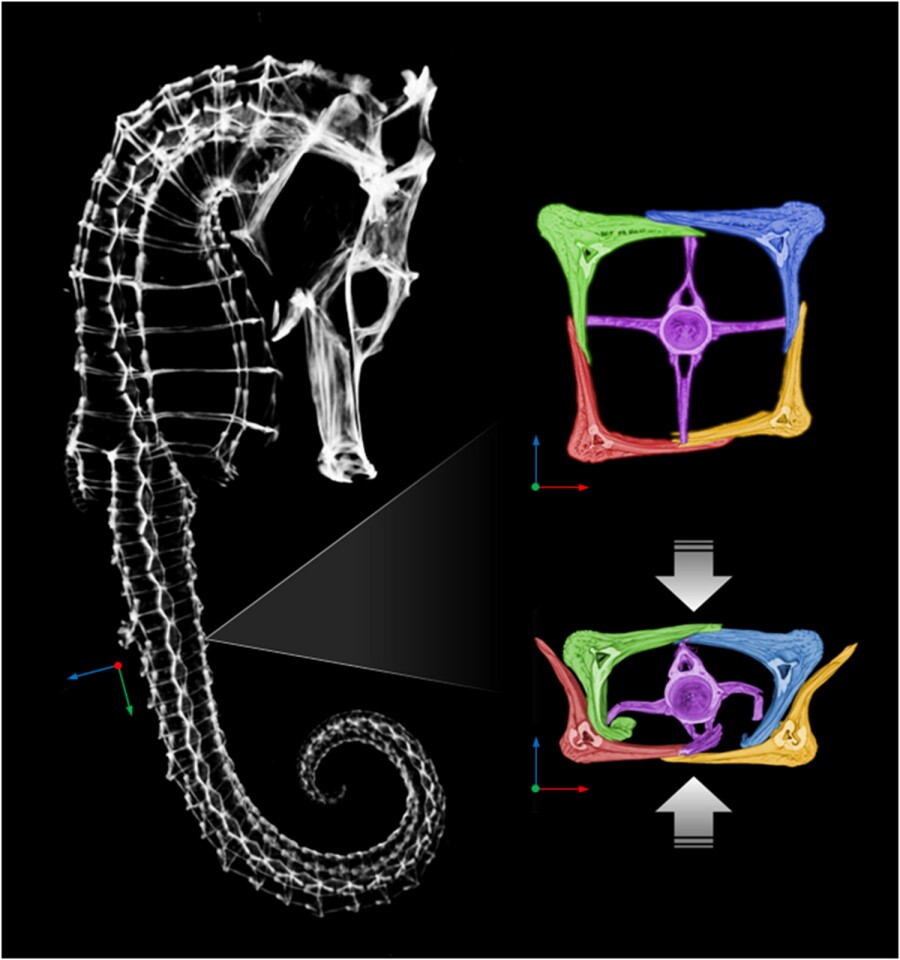 The structure of a seahorse tail (Image: Joanna McKittrick research group/Jacobs School of Engineering at UC San Diego)