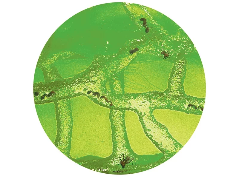 Like many modern ant farms, Ant Farm Revolution utilizes a green gel instead of dirt or sand