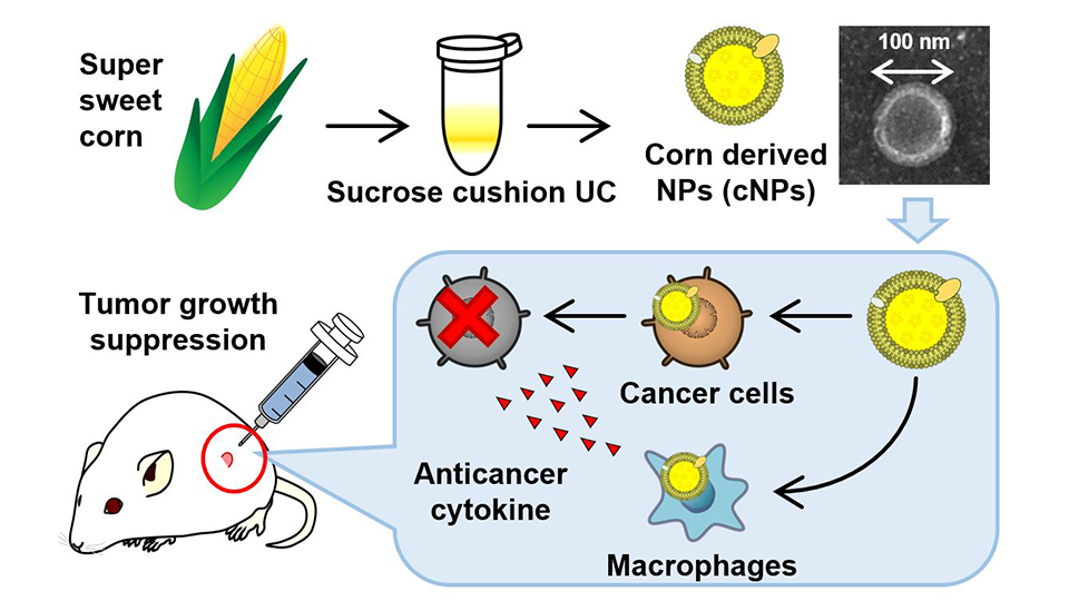 TUS researchers have developed a plant-based nanoparticle that shows promising cancer-fighting capabilities