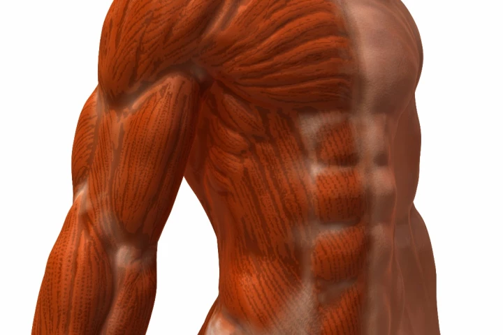 A new fiber optic technique for studying muscle health could remove the need for painful muscle biopsies