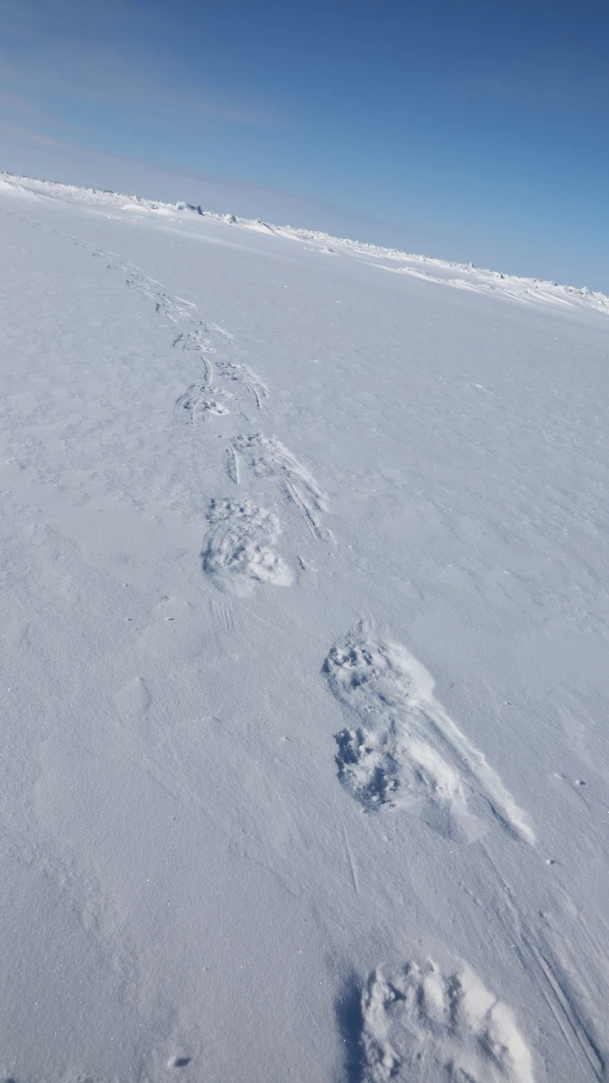 Polar bear footprints on the shorefast sea ice north of Utqiagvik, AK