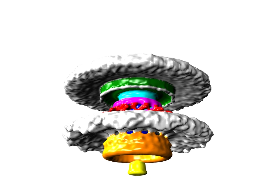 This image shows a closeup of the motor that turns the tail of a Vibro bacterium, which can be contracted by eating contaminated seafood
