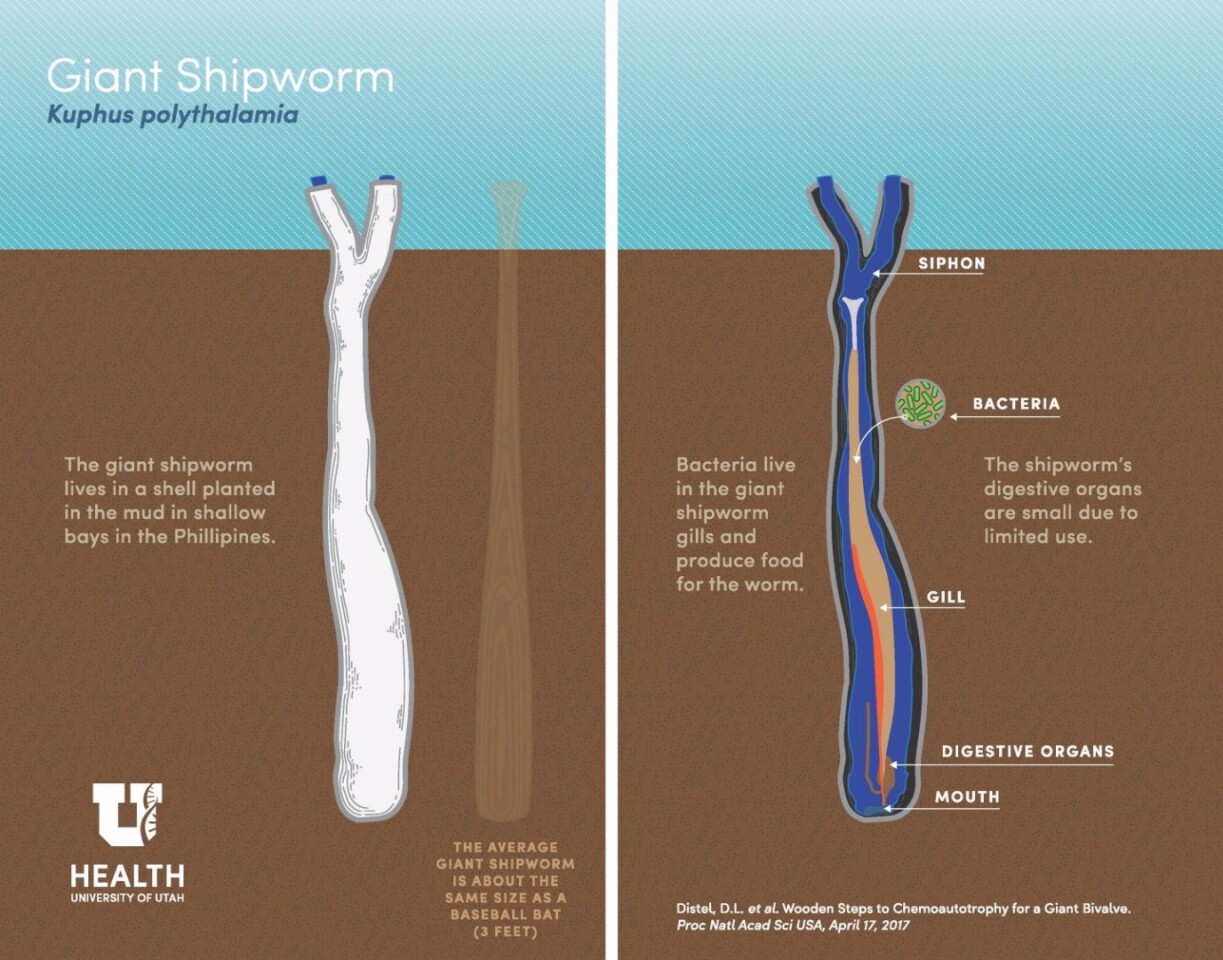 Infographic illustrating the anatomy of the giant shipworm, kuphus polythalamia