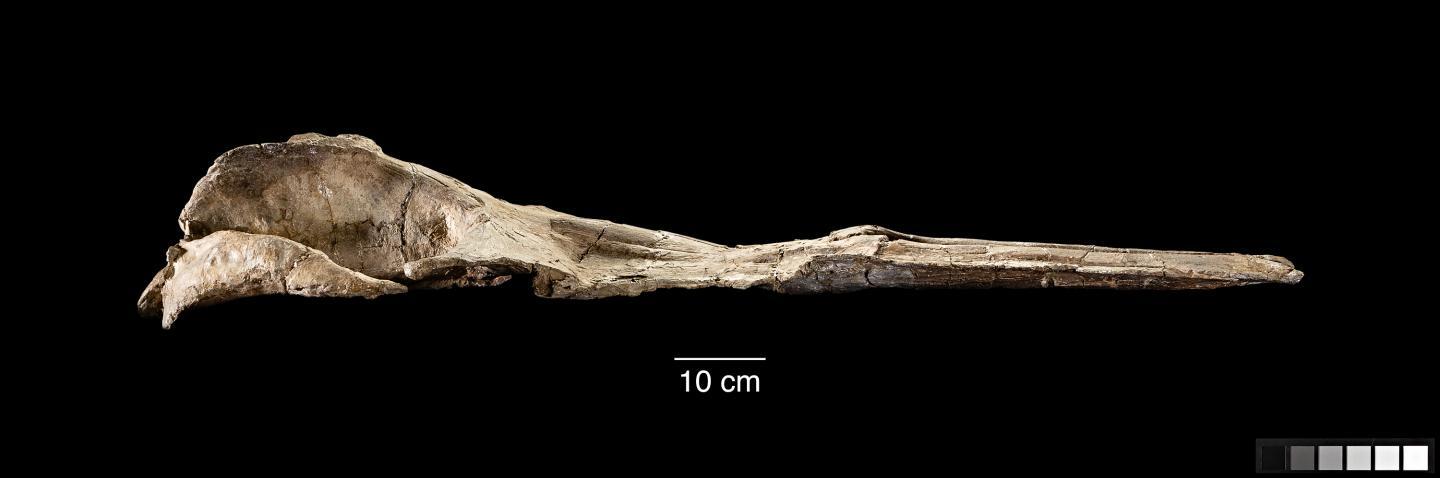 The fossilized upper jaw and skull of Maiabalaena nesbittae