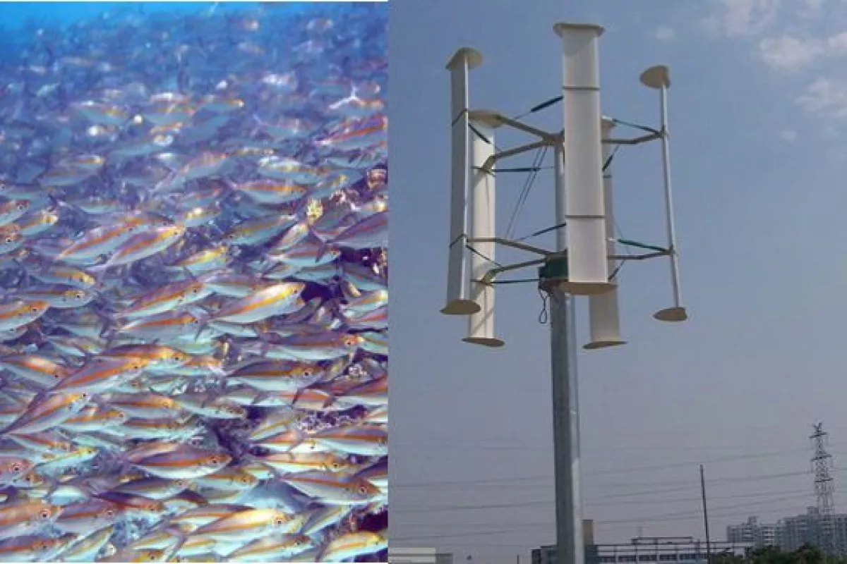 Principles observed in schools of fish could improve the efficiency of vertical-axis wind farms (Fish photo: Mila Zinkova)