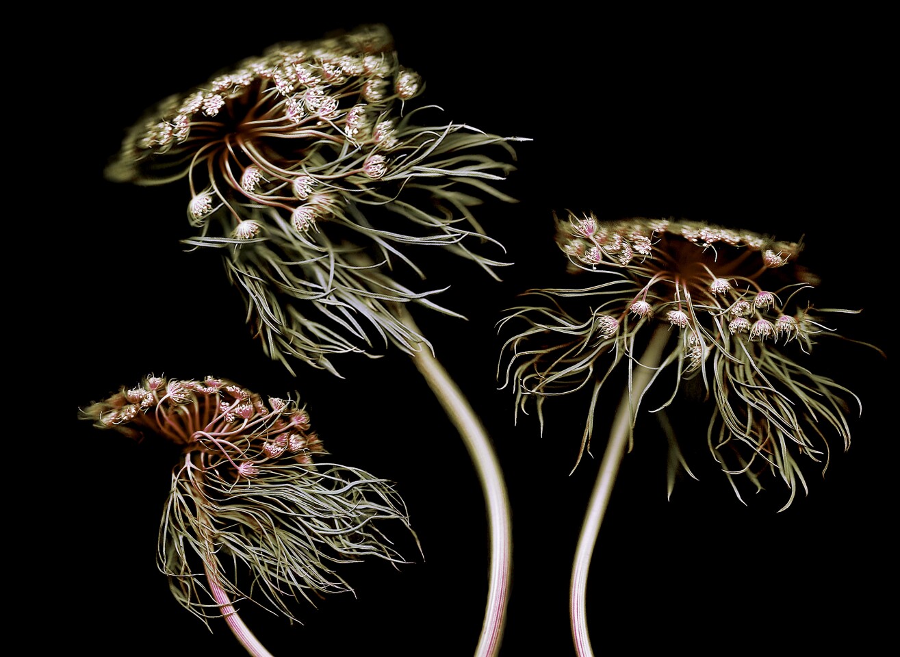 1st Place / Overall, 1st Place / Oneshot : Movement/Fine Art. Multiple scan data combined with digital camera data of a Wild Carrot, scientific name being Daucus carota