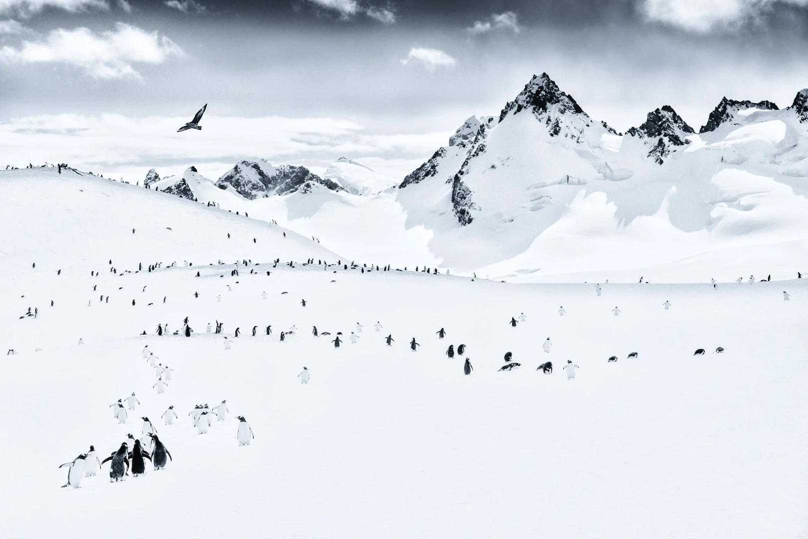 Gentooo Penguins on Cuverville Island