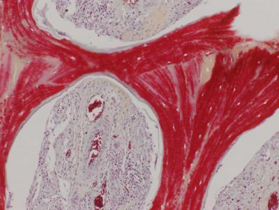 The red areas show the mineralized bone matrix, while the cavities show good vascular connections