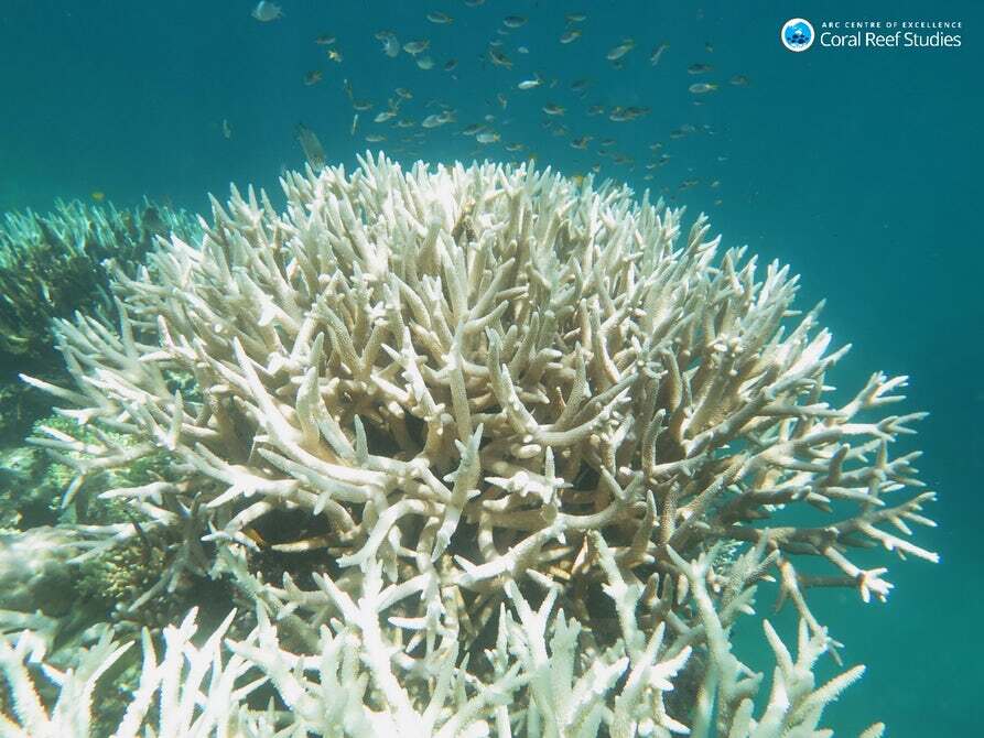 Bleached coral on the Great Barrier Reef