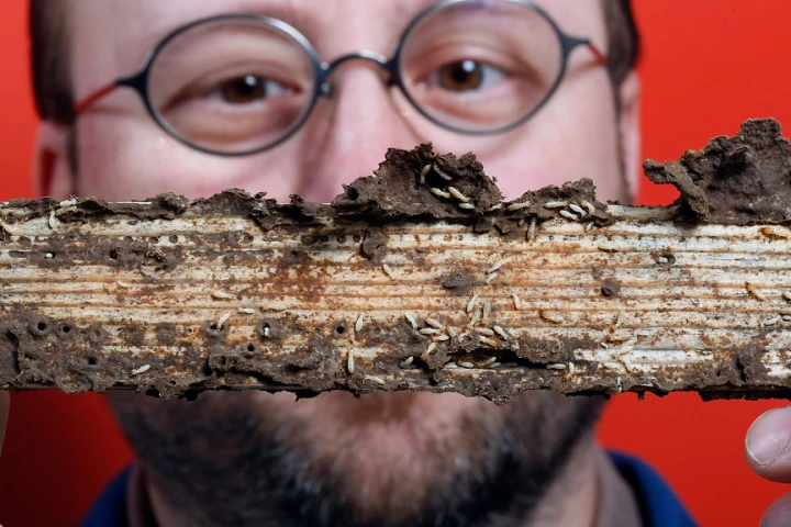 Mike Scharf's work with termites has shown that the insects' digestive systems may help break down woody biomass for biofuel production (Image: Purdue Agricultural Communication photo/Tom Campbell)