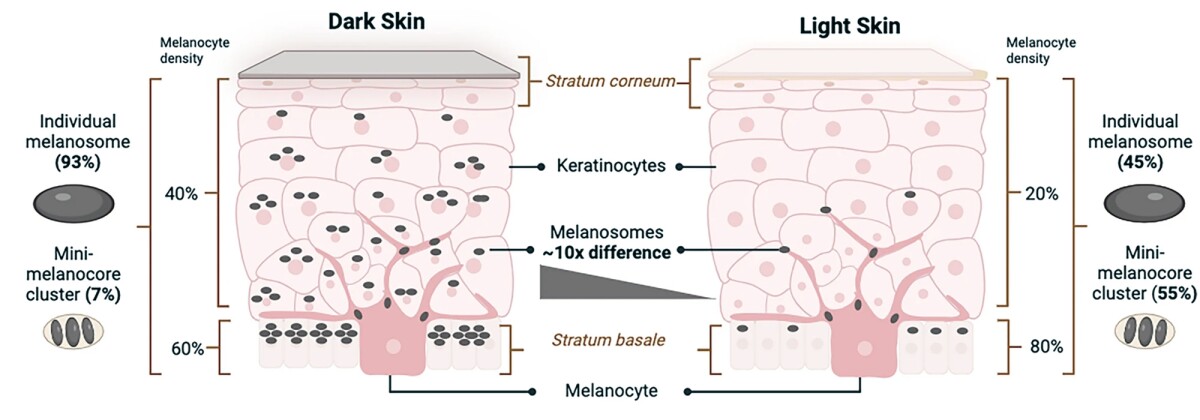 Your Skin Tone Influences the Effectiveness of your Medications ?url=http%3A%2F%2Fnewatlas Brightspot.s3.amazonaws.com%2F0e%2F96%2Fabb315e848b79024cb76c1050c5e%2Fskin Tone Diagram
