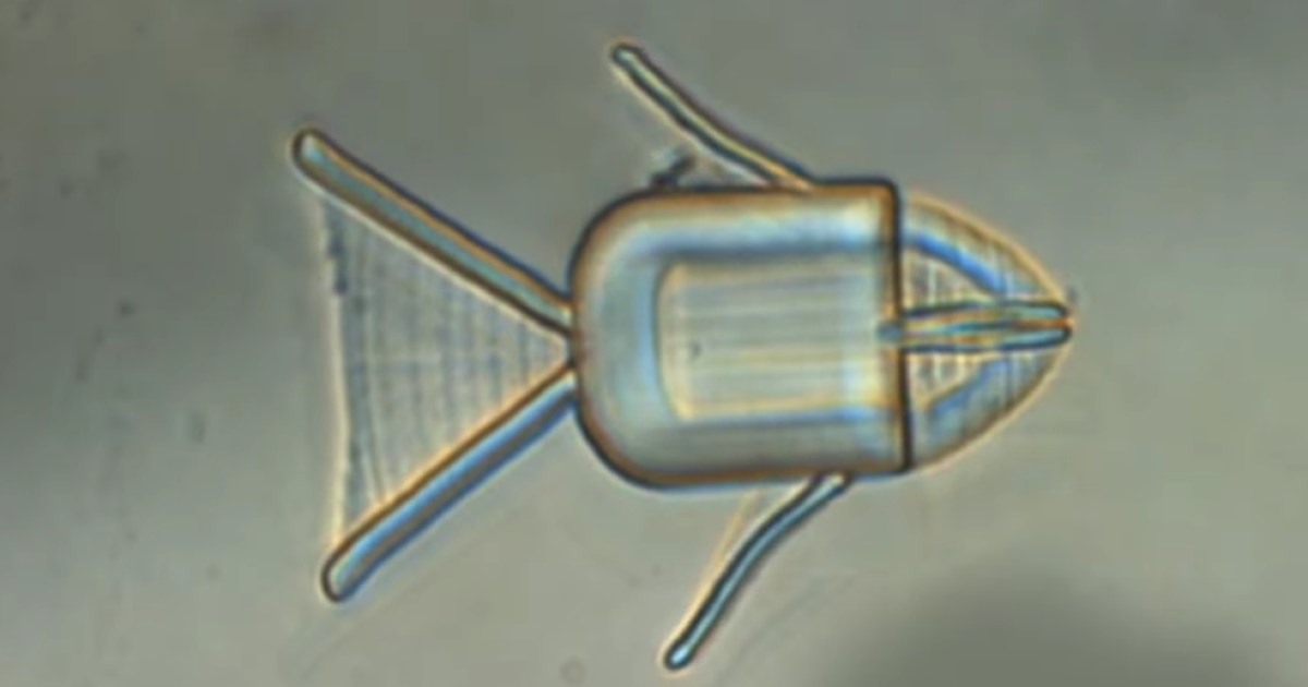 Microrobot fish swims via the physique to vomit medication on most cancers