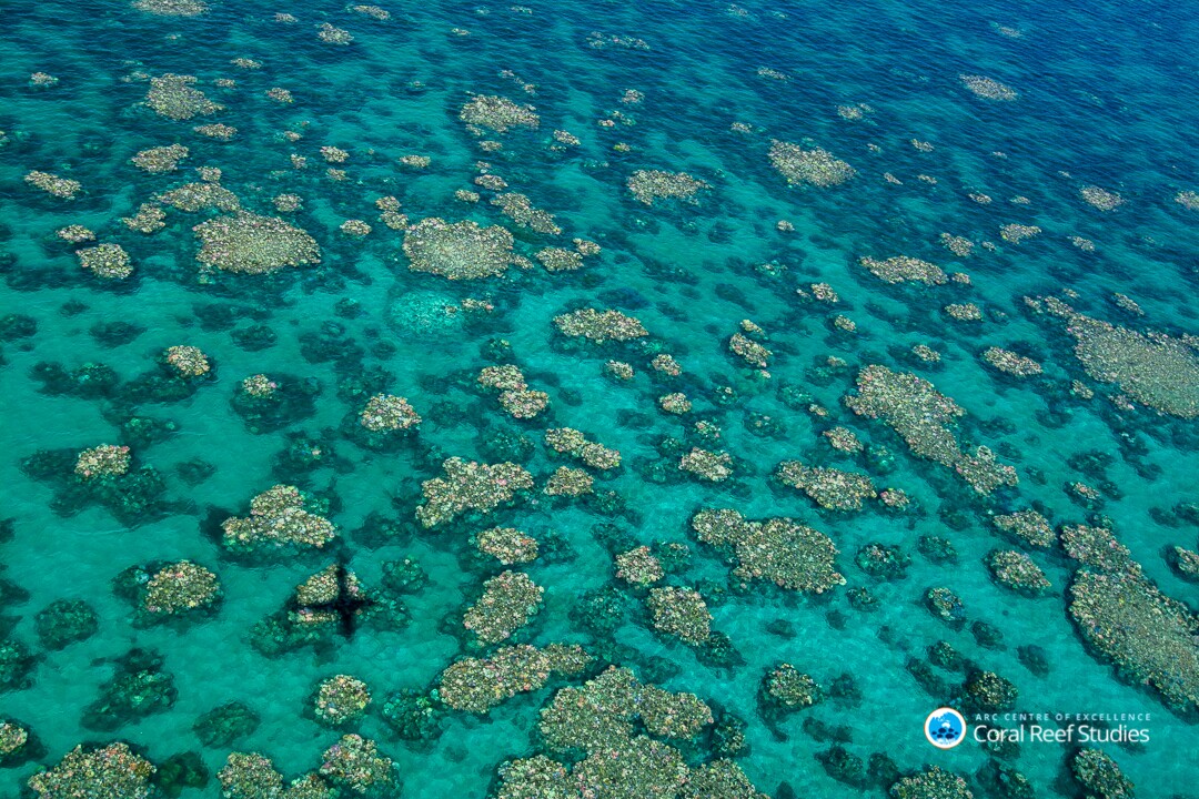 Photographs of the Great Barrier Reef coral bleaching stretching from Townsville to Cairns