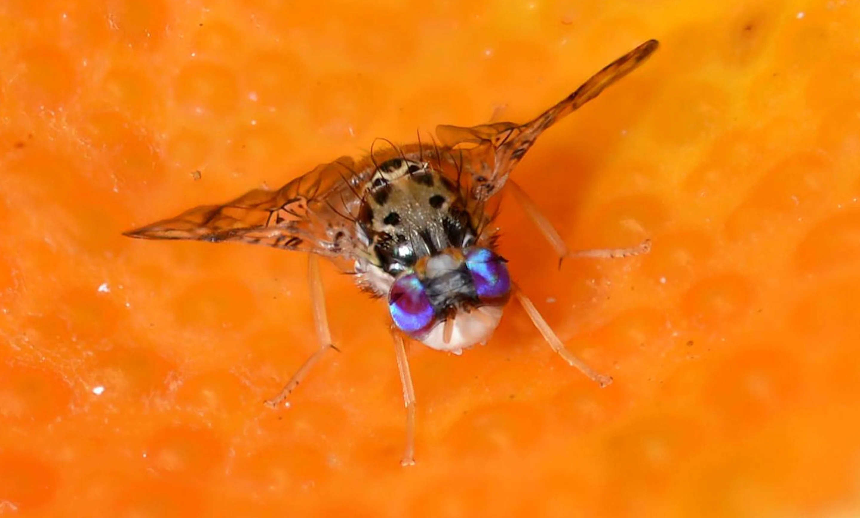 Male medflies that are genetically altered using the RIDL technique don't produce viable female offspring (Photo: Oxitec)