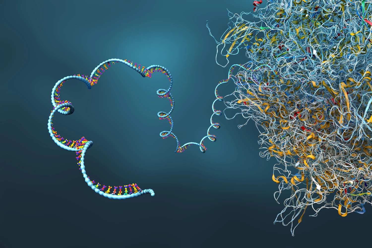 Researchers have discovered a non-coding RNA present in mice that is a natural gene therapy system