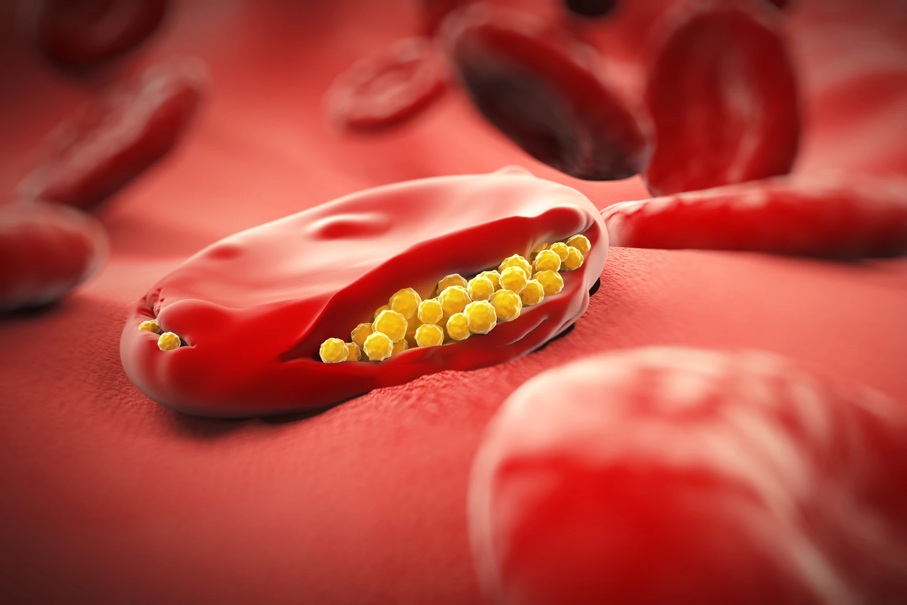A study has found that inflammation impairs the development of malaria parasites in the red blood cells