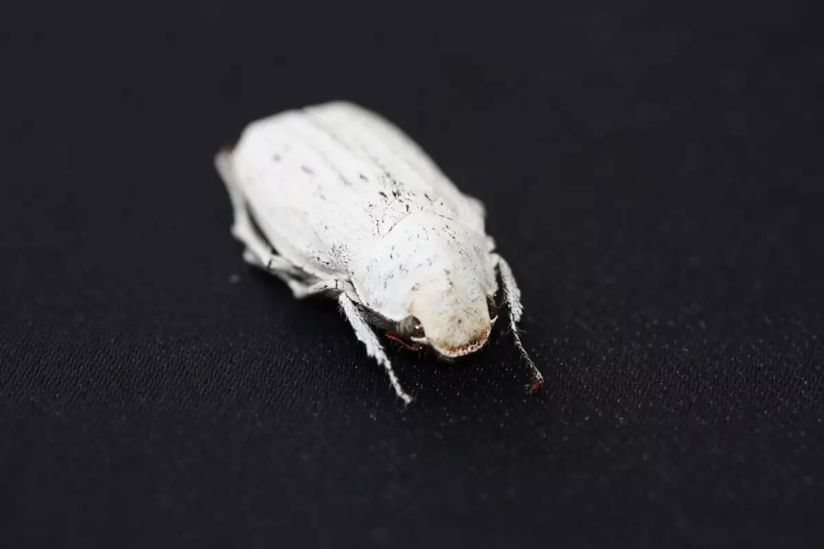 The Cyphochilus beetle, with its nice white scales