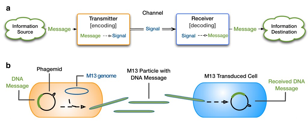 The M13-based cell-to-cell communication system (bottom) represented with the framework of the Shannon communication system (top) (Image: Ortiz/Endy)