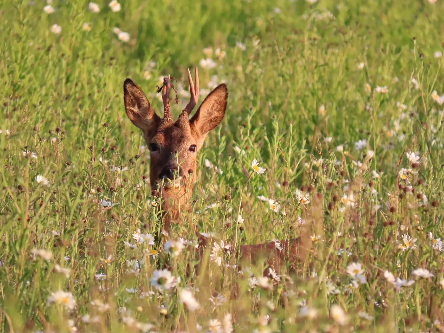 Young Mammal Photographer of the Year, Age 15 - 18, "Summer Meadow Deer"