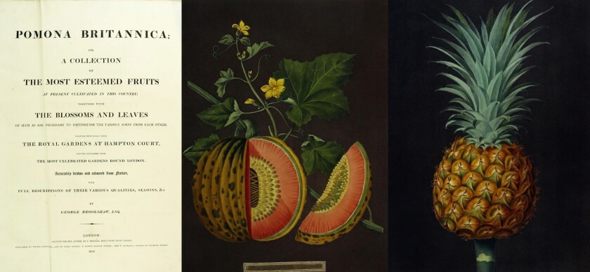The Pomona Britannica is one of the most highly regarded illustrated books ever produced and bears testimony to the extraordinary talent of George Brookshaw. A first edition sold for $158,600 at Arader Galleries on October 29, 2017