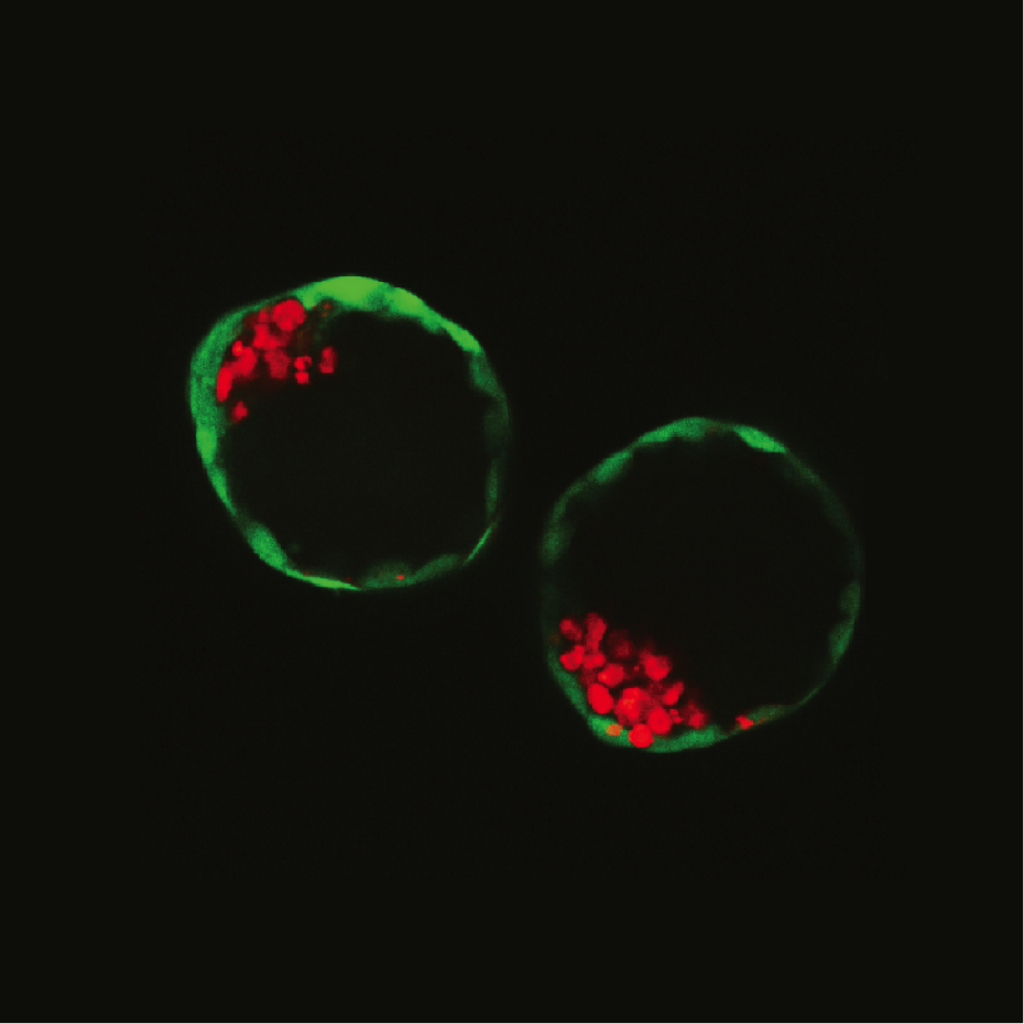 A microscope image of the blastoids created by combining stem cell lines
