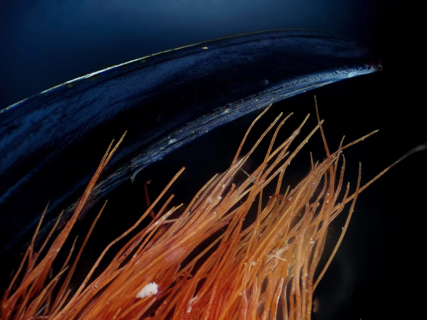 Image of Distinction: Fang of a tarantula chelicera (exuvia of a Brachypelma)