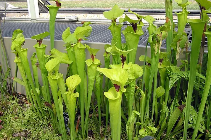 Scientists have created an inexpensive, robust, liquid-repellent surface material, inspired by the inner surface of the pitcher plant