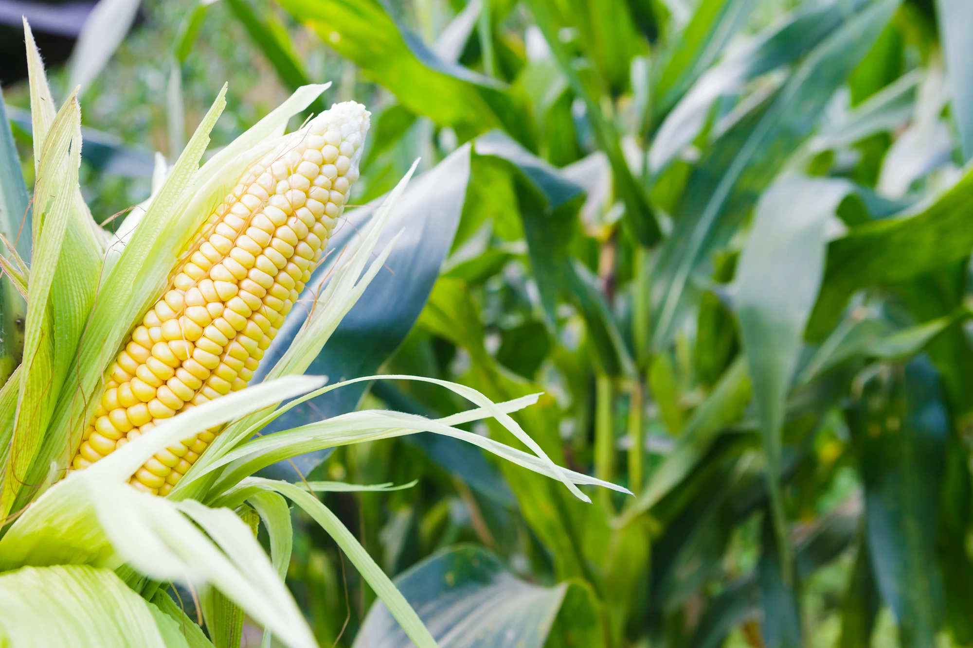 Scientists have used corn as a raw material for a new nanoparticle with promising anti-cancer effects