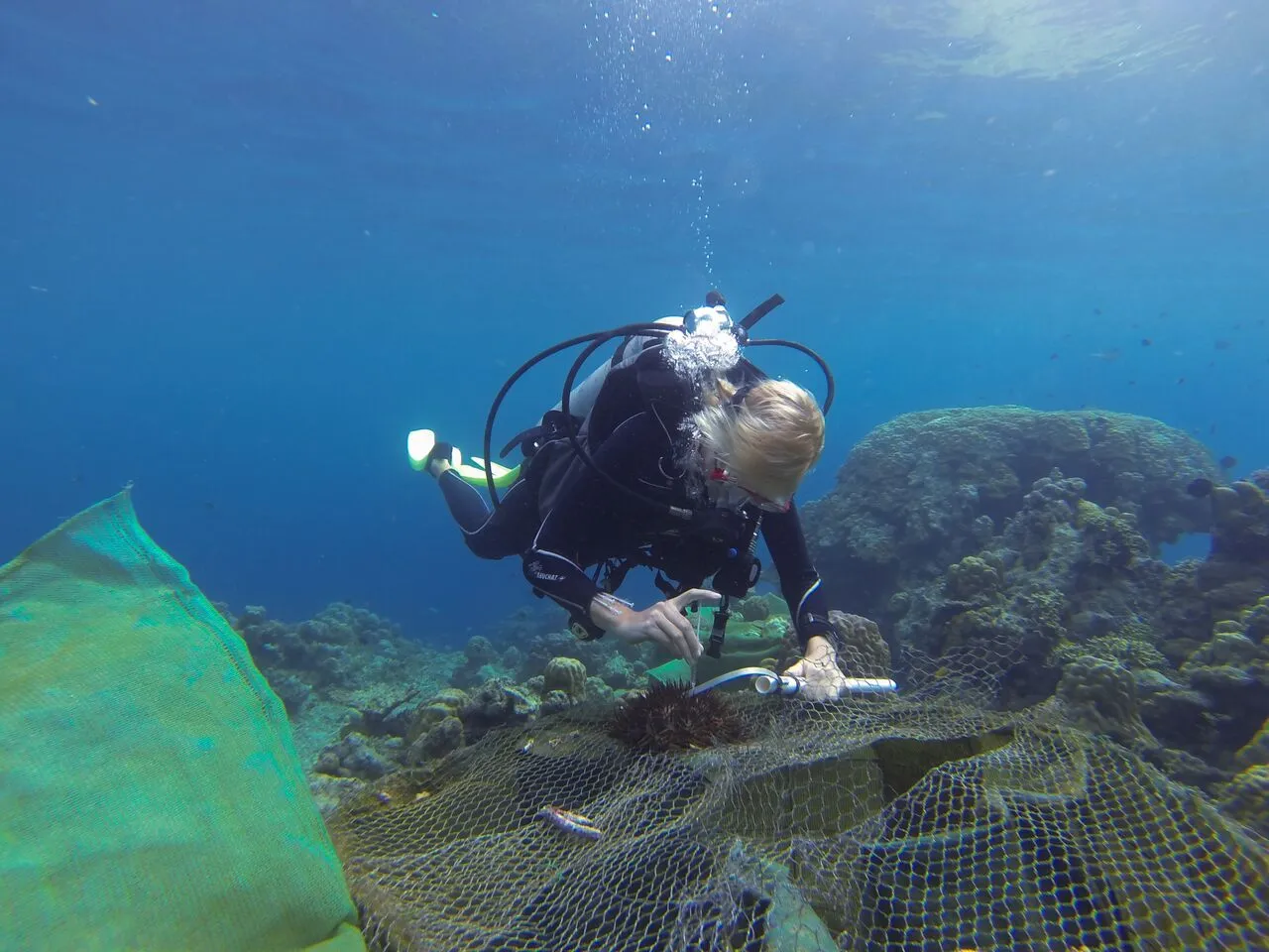 Vinegar could provide an economical and effective way to combat the crown-of-thorns starfish