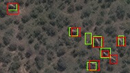 A satellite image with elephants detected by a computer algorithm shown in a green rectangle and those verified by humans in red