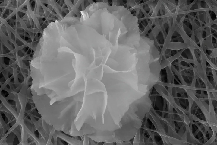 Small but deadly – one of the antibacterial nanoflowers, seen here on the nanofiber fabric