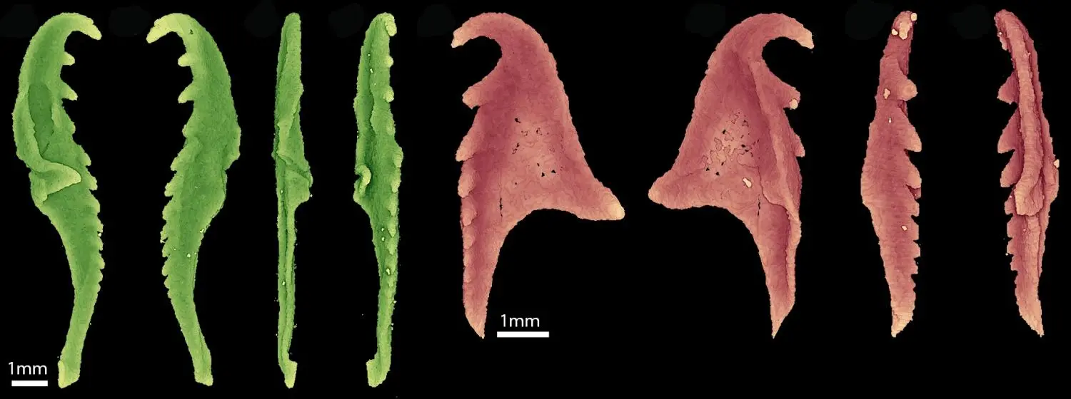 3D reconstruction of the creature's jaw from CT scans of the fossils