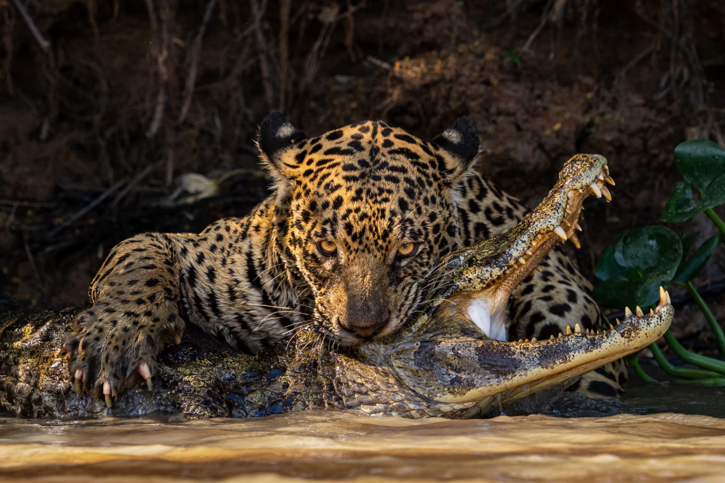 Caiman Crunch, by Ian Ford, was taken on Brazil's São Lourenço river and captures the moment a female jaguar pounces on an unsuspecting caiman