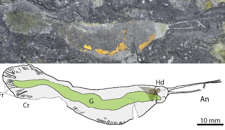 The preserved specimen (F) and a drawn interpretation of the animal