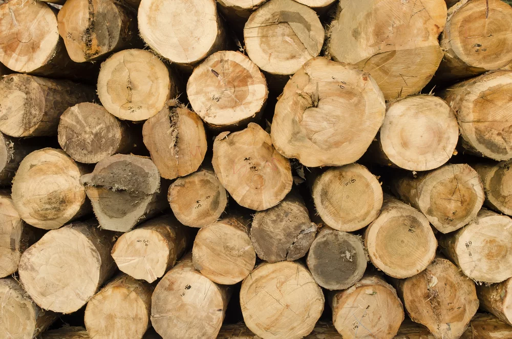 Gizmag takes a stroll through the woods with the latest in naturally inclined technology (Photo: Shutterstock)
