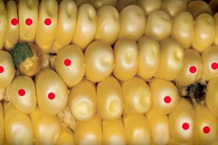 Researchers have genetically modified corn to neutralize the toxic compounds found in fungus