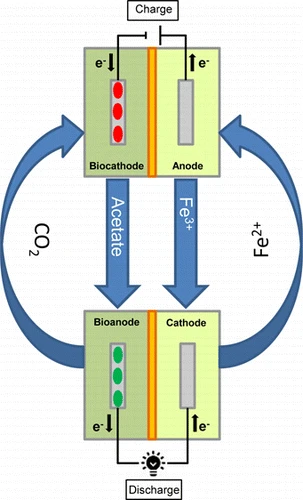 The proof of concept microbial rechargeable battery combines microbial electrosynthesis and a microbial fuel cell in one system