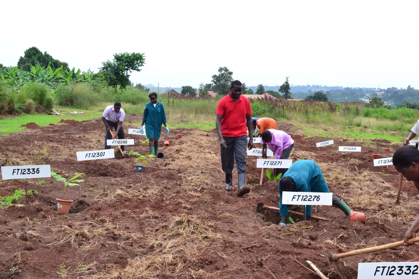 Field trials in Uganda