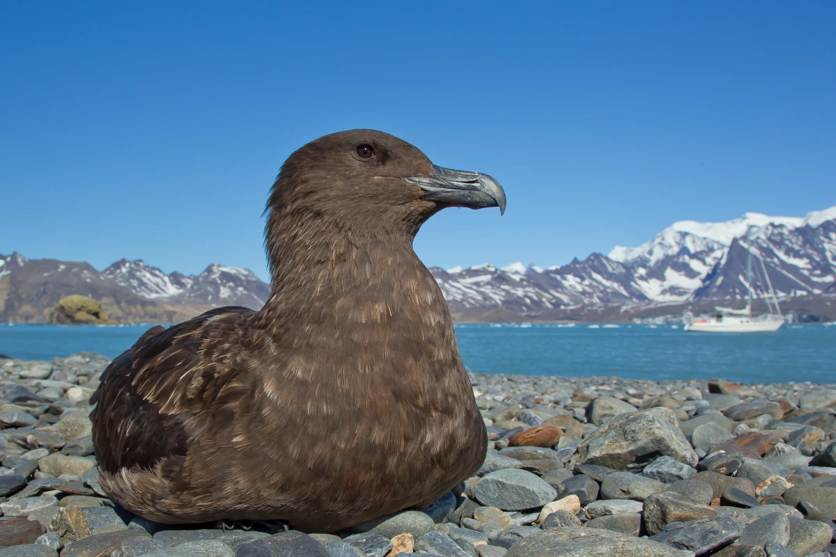The migratory brown skua most likely contracted H5N1 while in South America, possibly Argentina