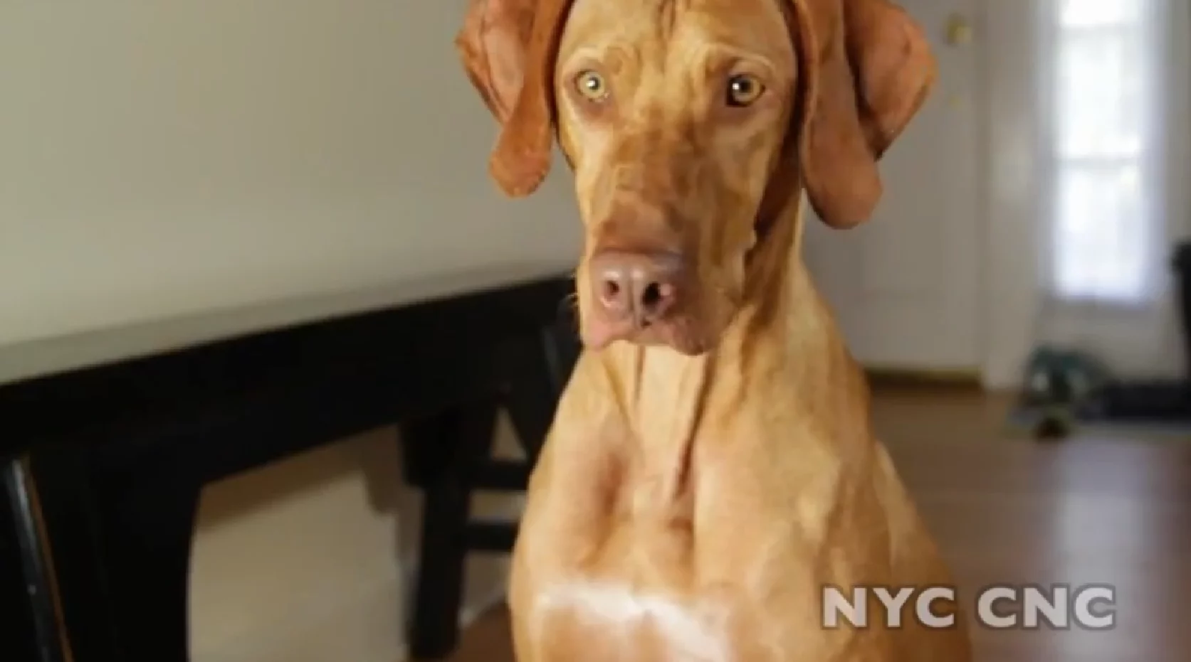 Judd, the lucky dog with an owner who created the treat-dispensing machine