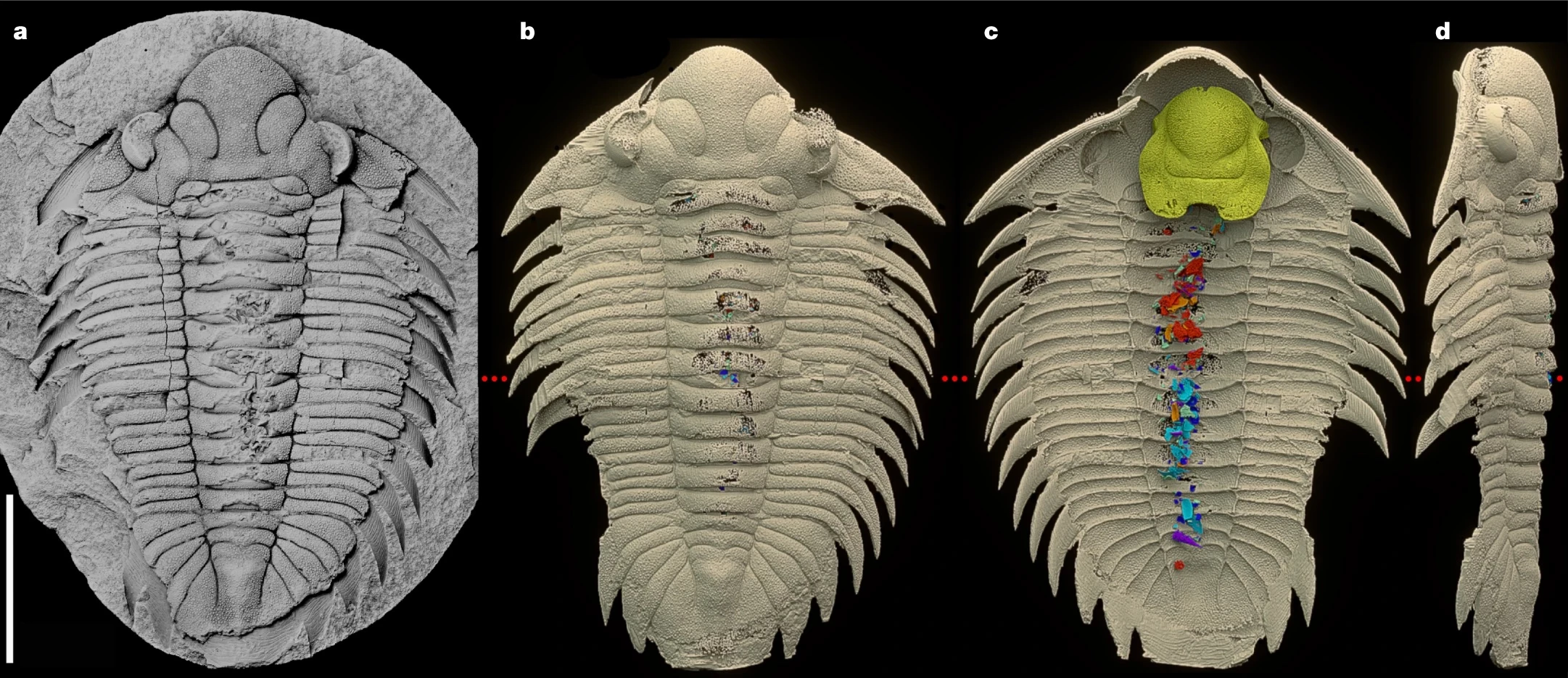 Various stages of imaging with the impressively preserved three-dimensional fossil