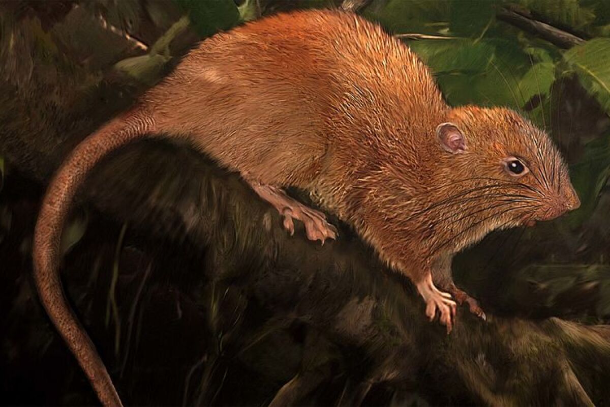 Newly discovered giant rat can weigh 2 pounds and crack open coconuts