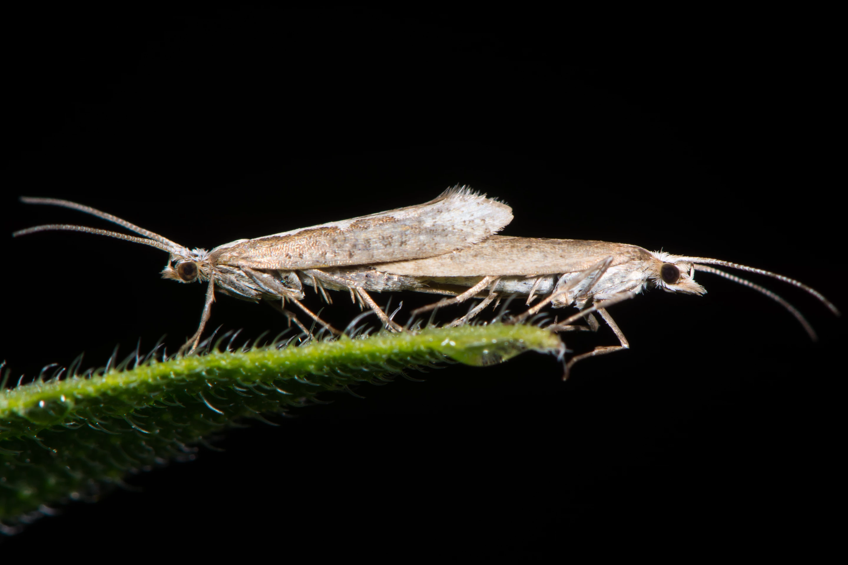 A mating pair of diamondback moths (Plutella xylostella) – the genetically-modified strain is commercially known as the Friendly moth