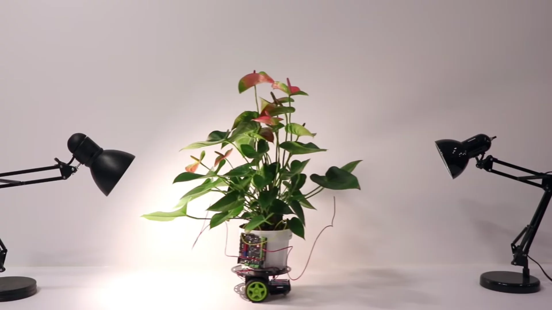 MIT Media Lab has created Elowan, a cyborg plant that can drive itself towards light sources