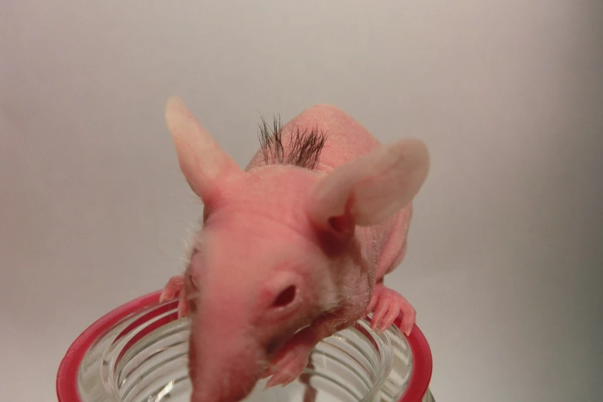 A previously hairless mouse following an implantation of bioengineered hair follicles recreated from adult tissue-derived stem cells