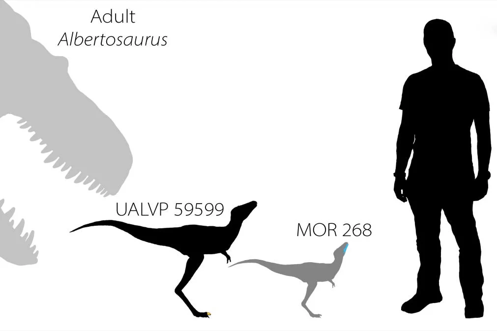 The relative sizes of an adult Albertosaurus tyrannosaur, two tyrannosaur babies (as determined by their fossilized remains), and lead scientist Dr. Greg Funston