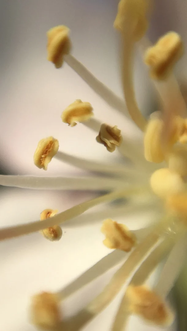 The Blips lenses are designed to stick onto the glass of a smartphone camera