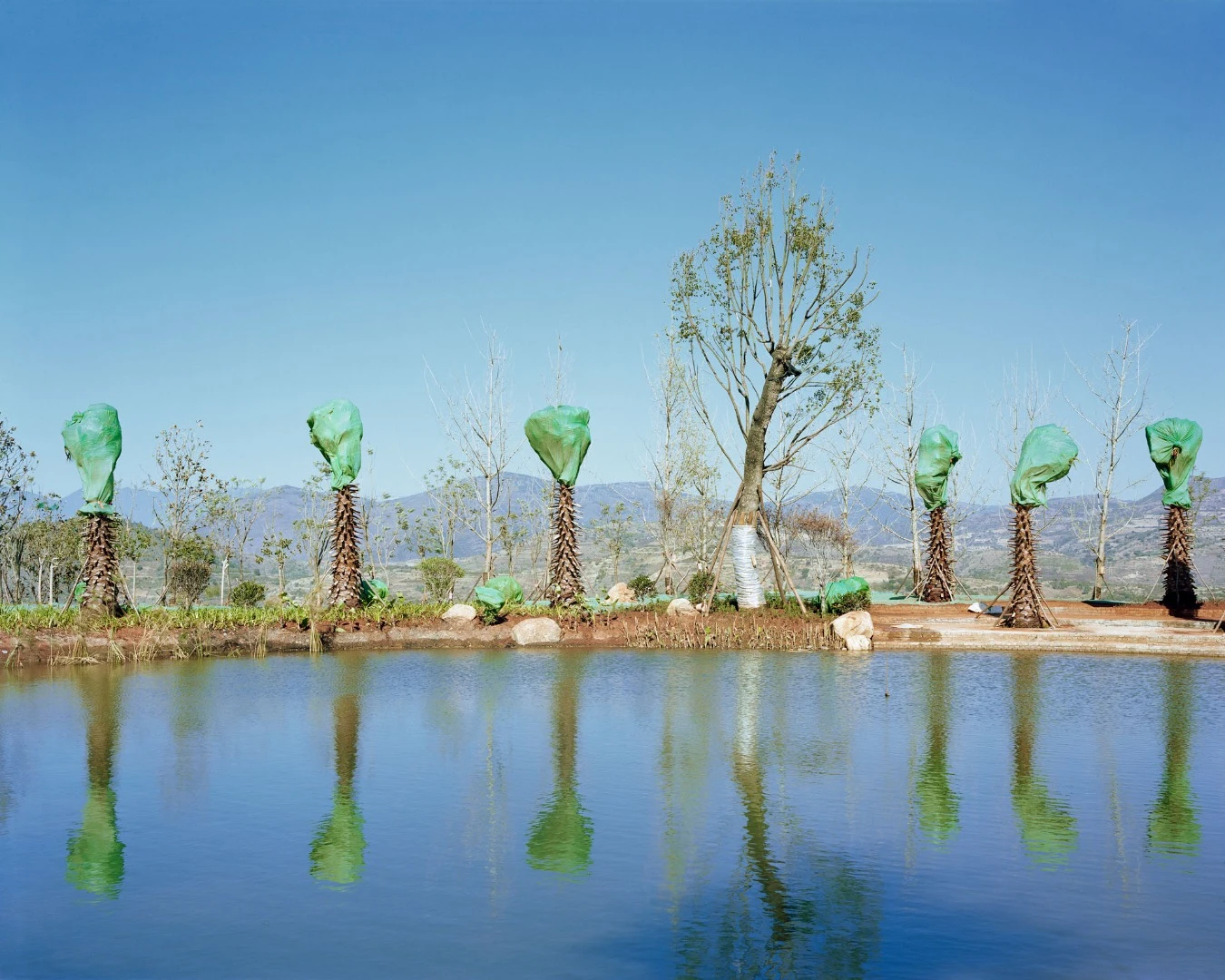 A group of transplanted trees wrapped in green and white plastic, standing quietly above a new pond as part of the Haidong North Mountain Forest Park