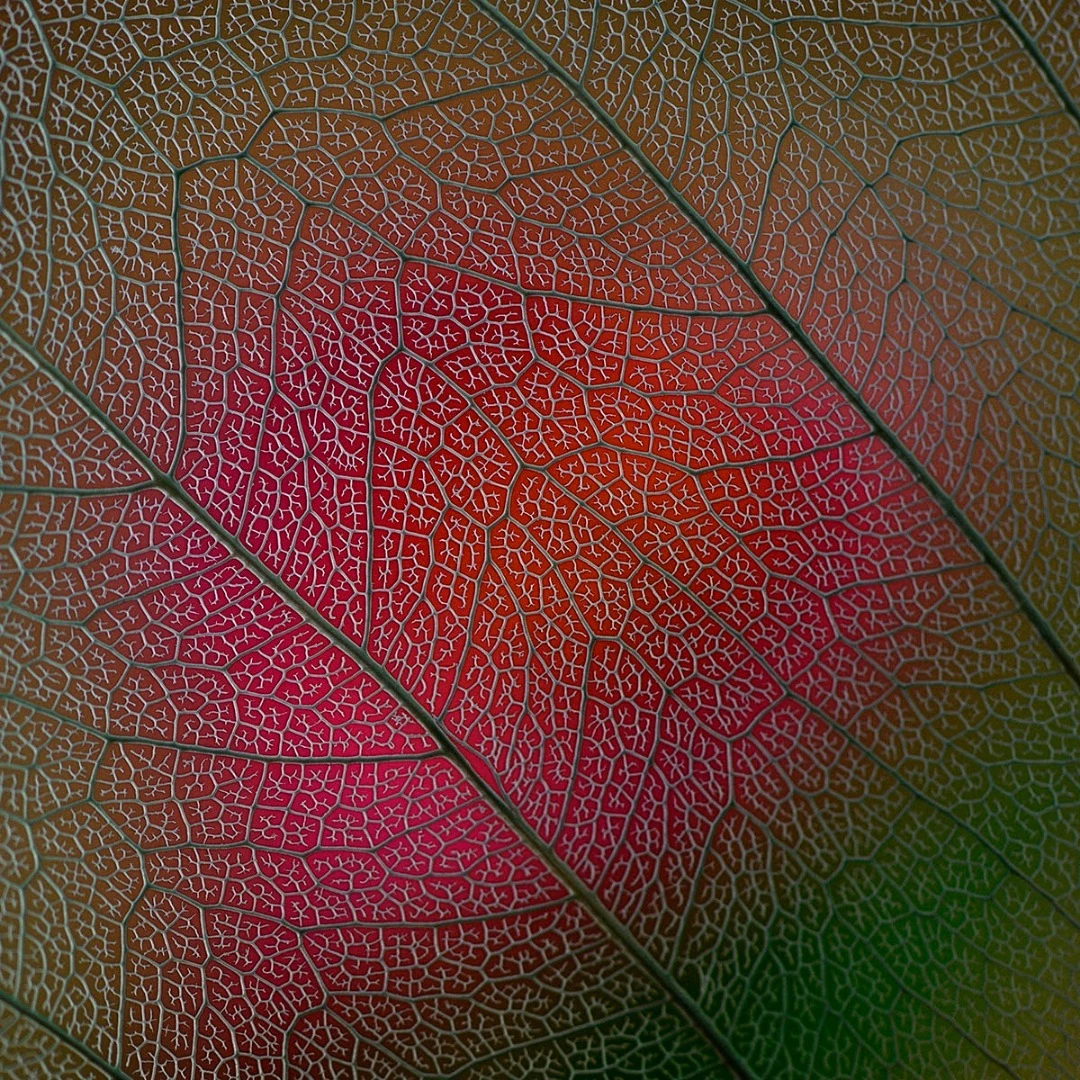 Finalist: Bodhi Leaf