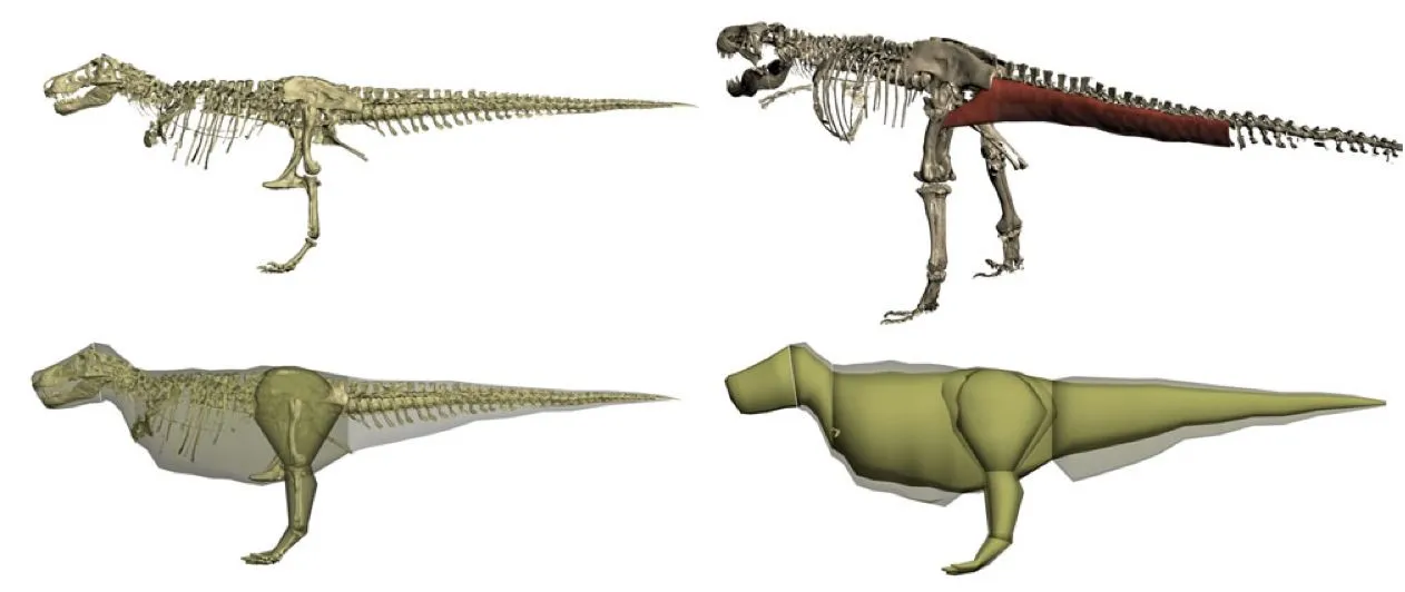 A variety of the models used to estimate the body mass of Tyrannosaurus rex, starting with a 3D scan of an actual skeleton (Image: The Royal Veterinary College)